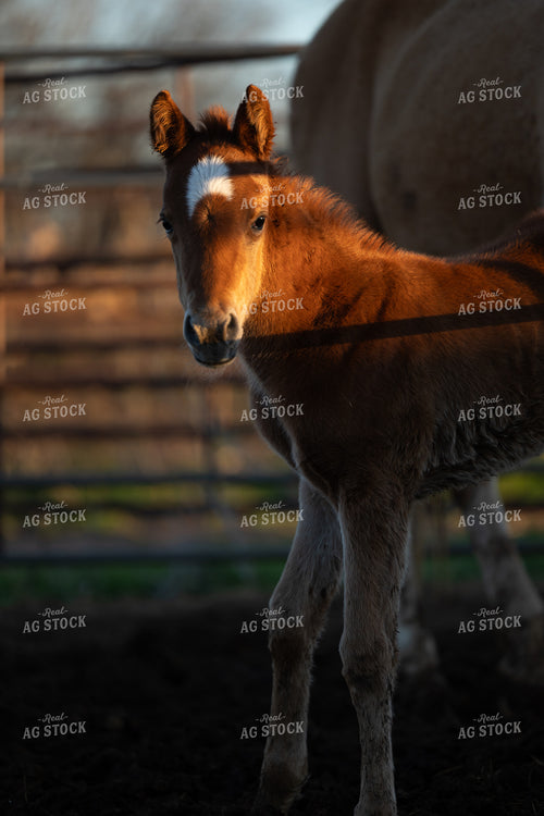 Foal 205027