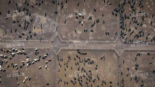Cattle Feedlot Drone 56450