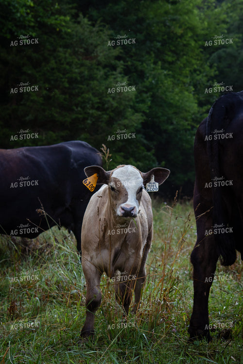 Calf on Pasture 268414