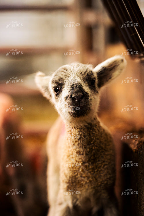 Lamb 195041