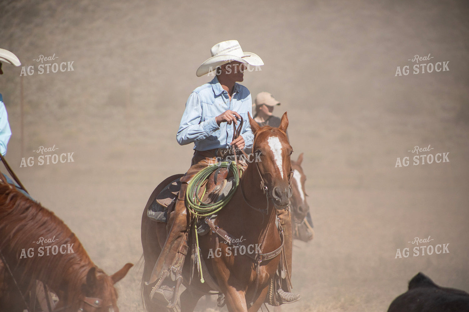 Cowboy on Cattle Drive 117424