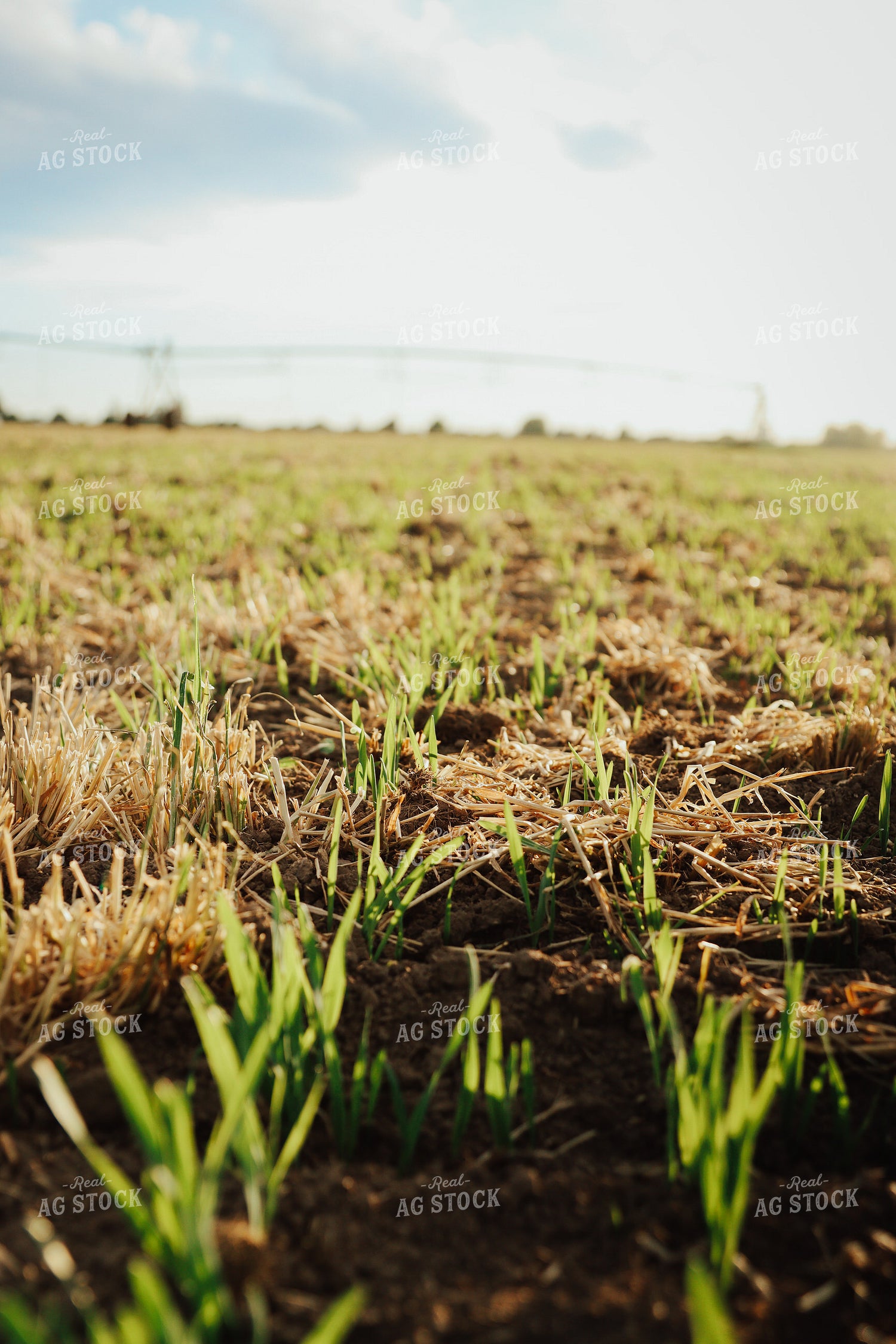 Emerging Wheat 83165