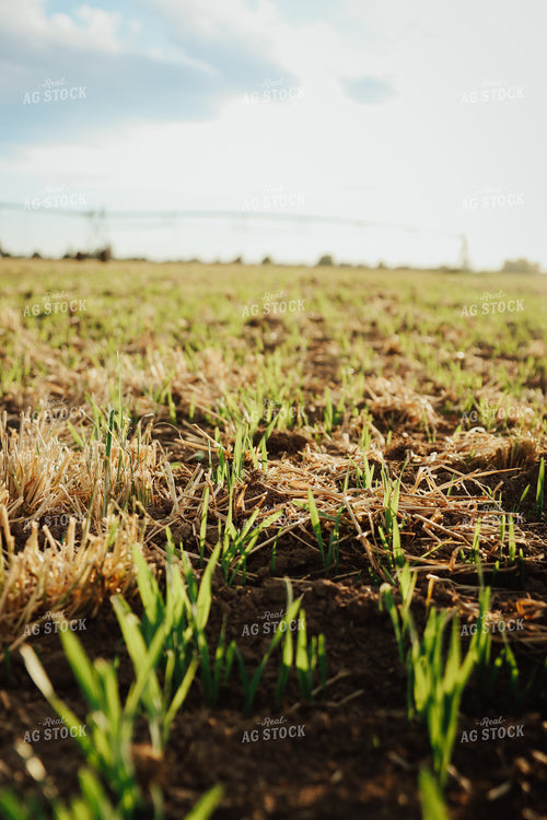 Emerging Wheat 83165