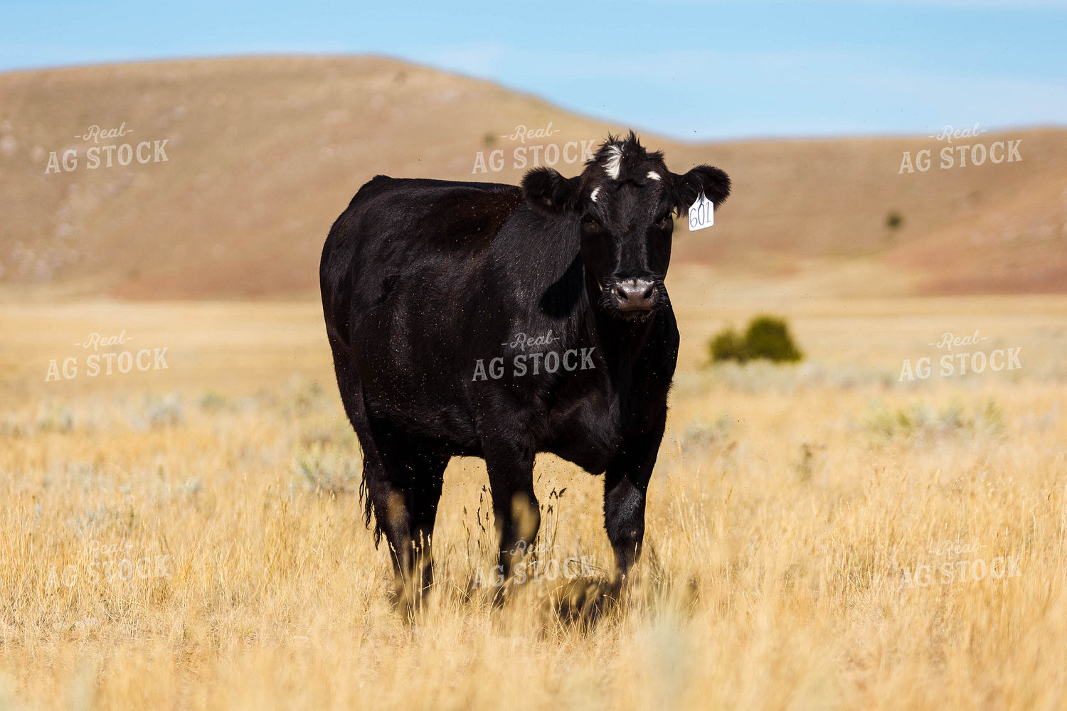 Bred Heifer on Pasture 97186