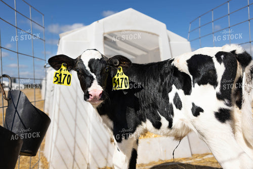 Holstein Calf in Hutch 152268