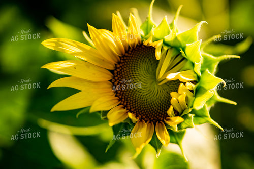 Sunflower 136083