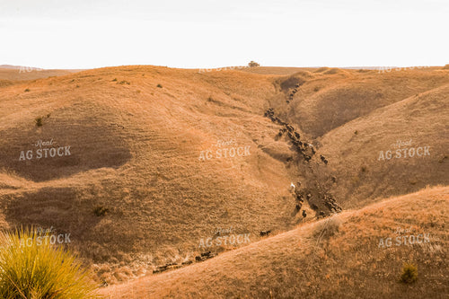 Moving Cattle Herd 299116
