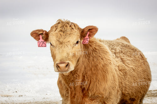 Simmental Cattle 155024