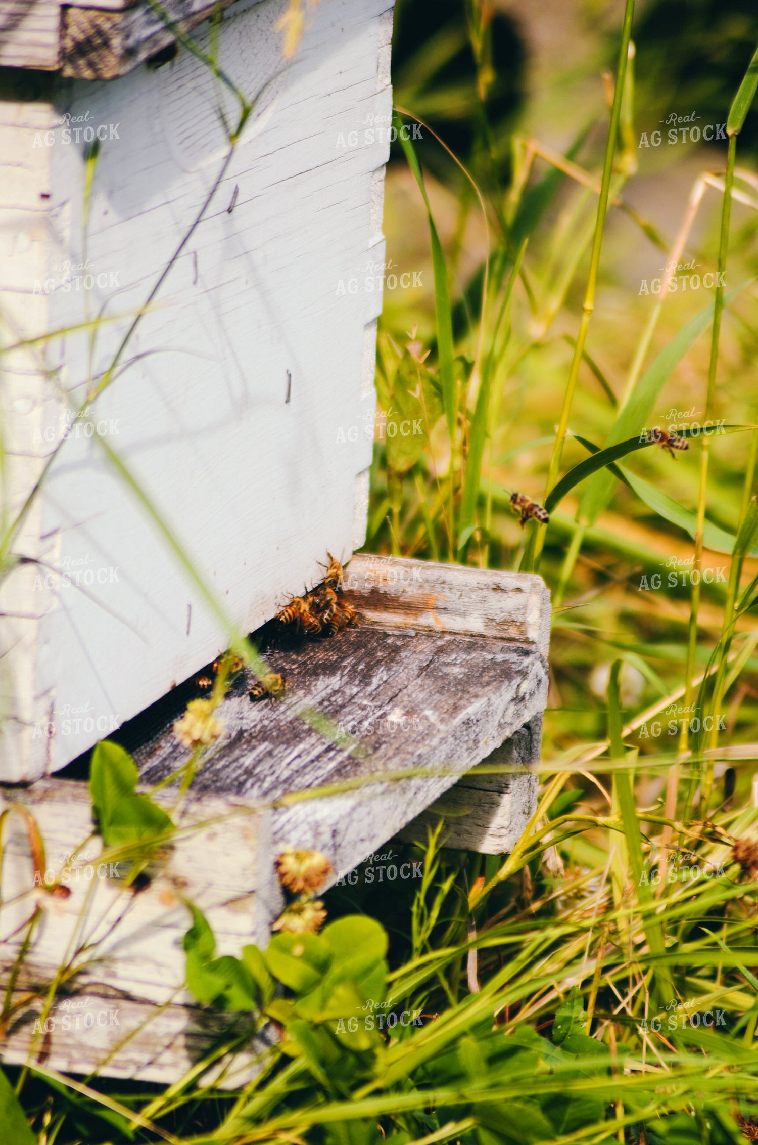 Bees 166006