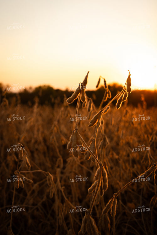 Dried Soybeans 268090