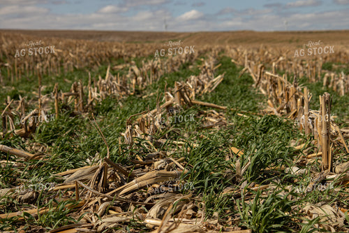 Cover Crops in Corn Stalks 67195