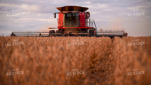 Combine Harvesting Soybeans 25748