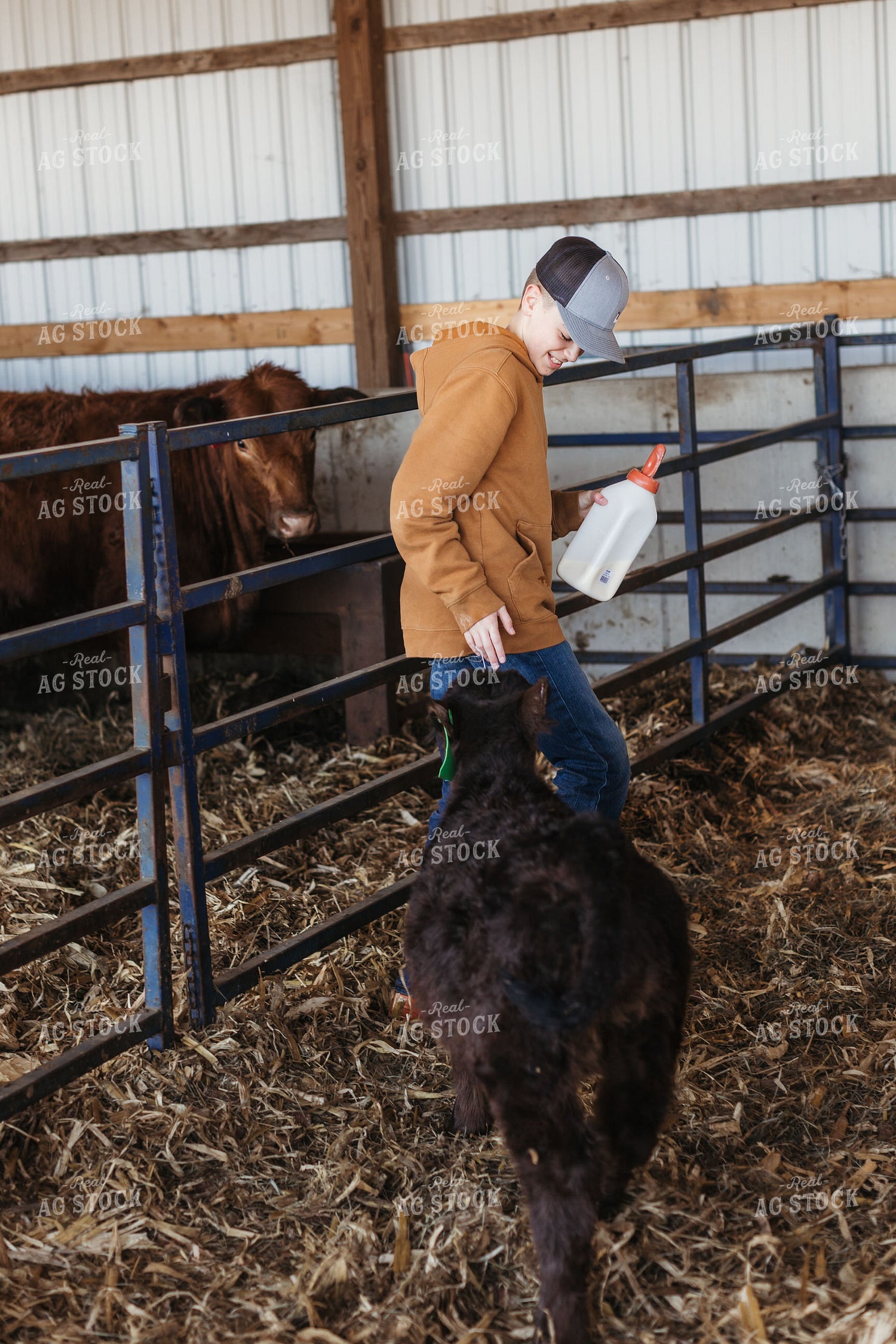 Farm Kid Bottle Feeding Calf 174045