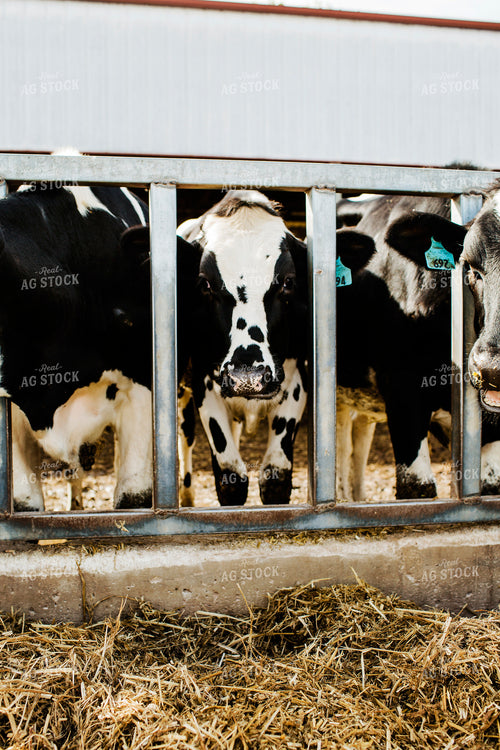 Dairy 2704