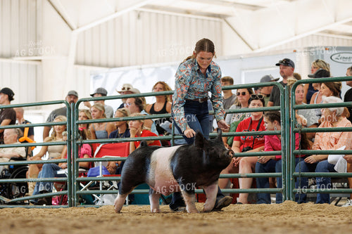 Showing Pigs 295079