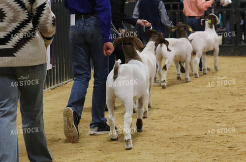 Showing Goats 102061