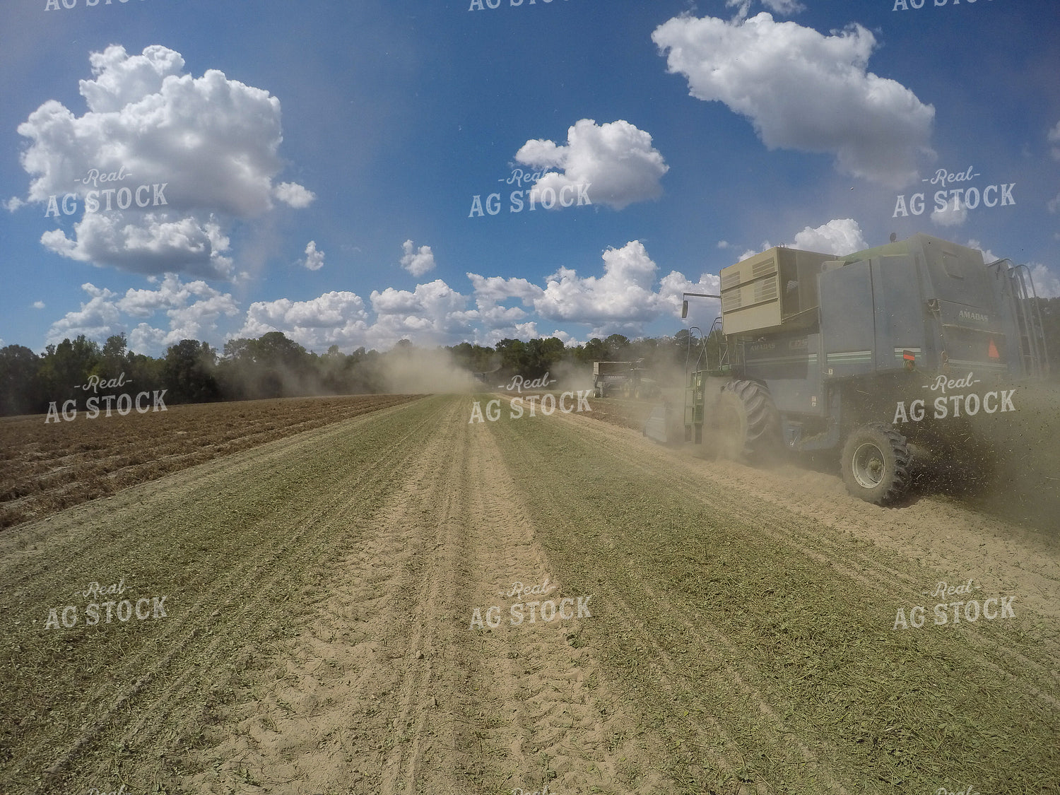 Peanut Harvest 149004