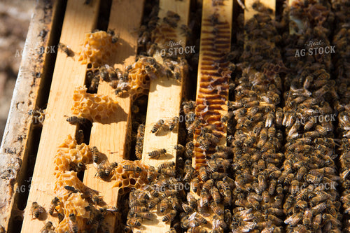Honeybees 105051