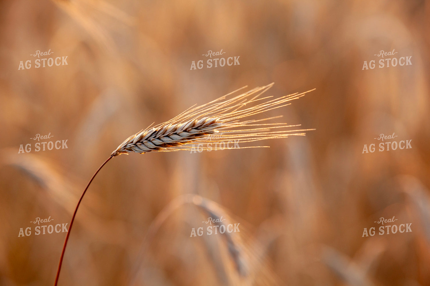 Wheat Head 132024