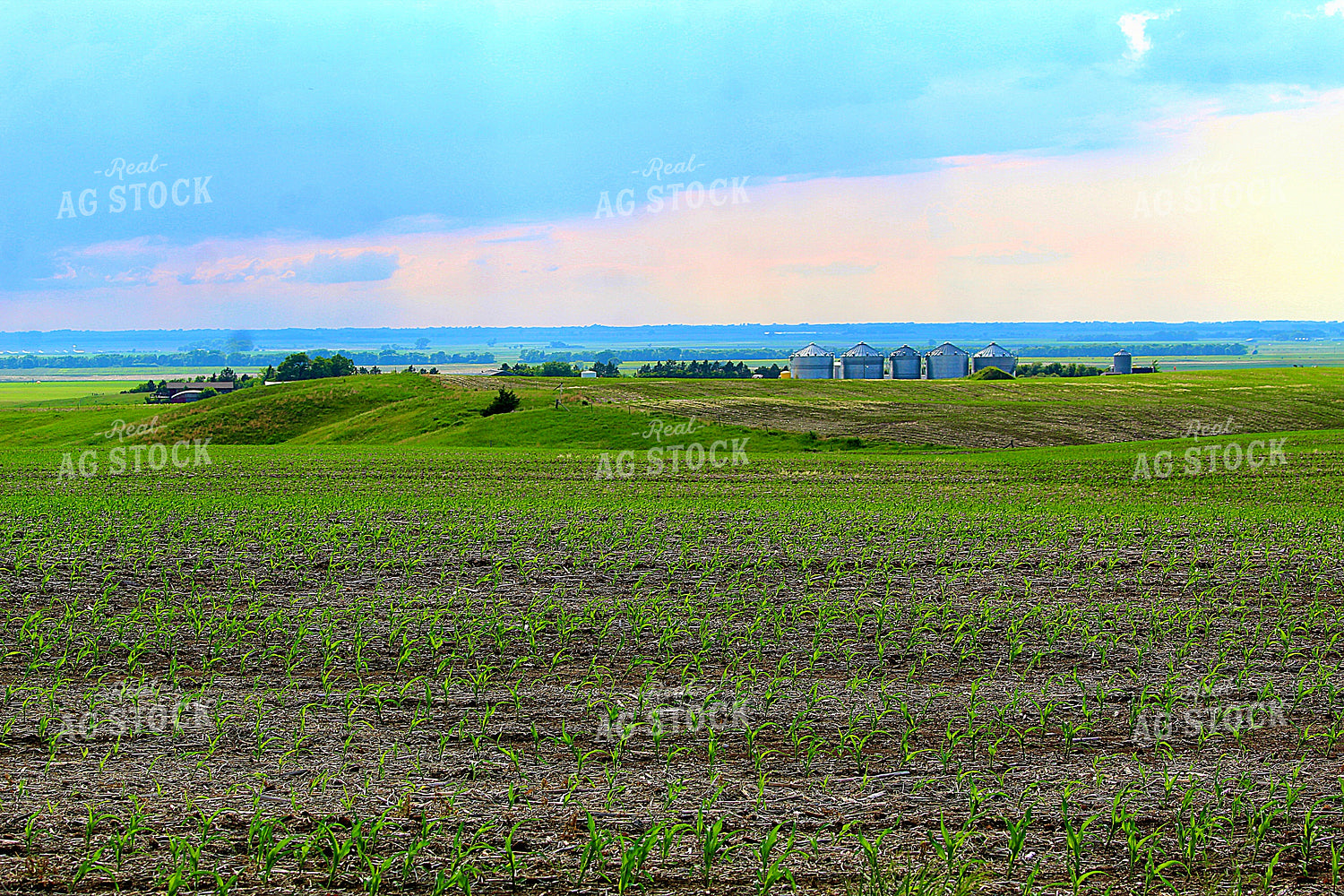 Early Growth Corn Field 141555