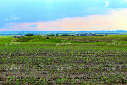 Early Growth Corn Field 141555