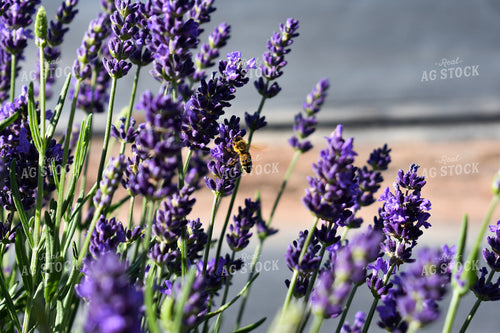 Bee on Lavendar 156111