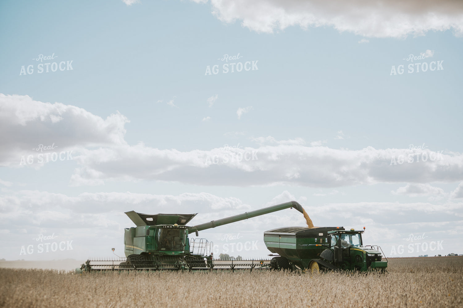 Soybean Harvest 6878