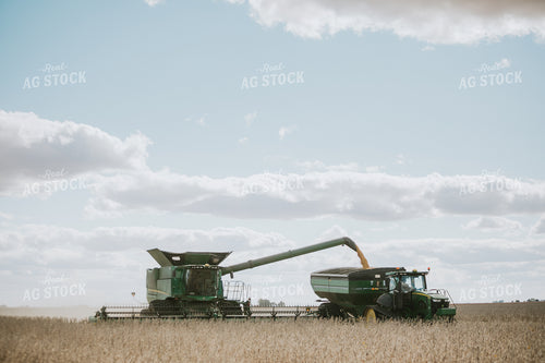 Soybean Harvest 6878