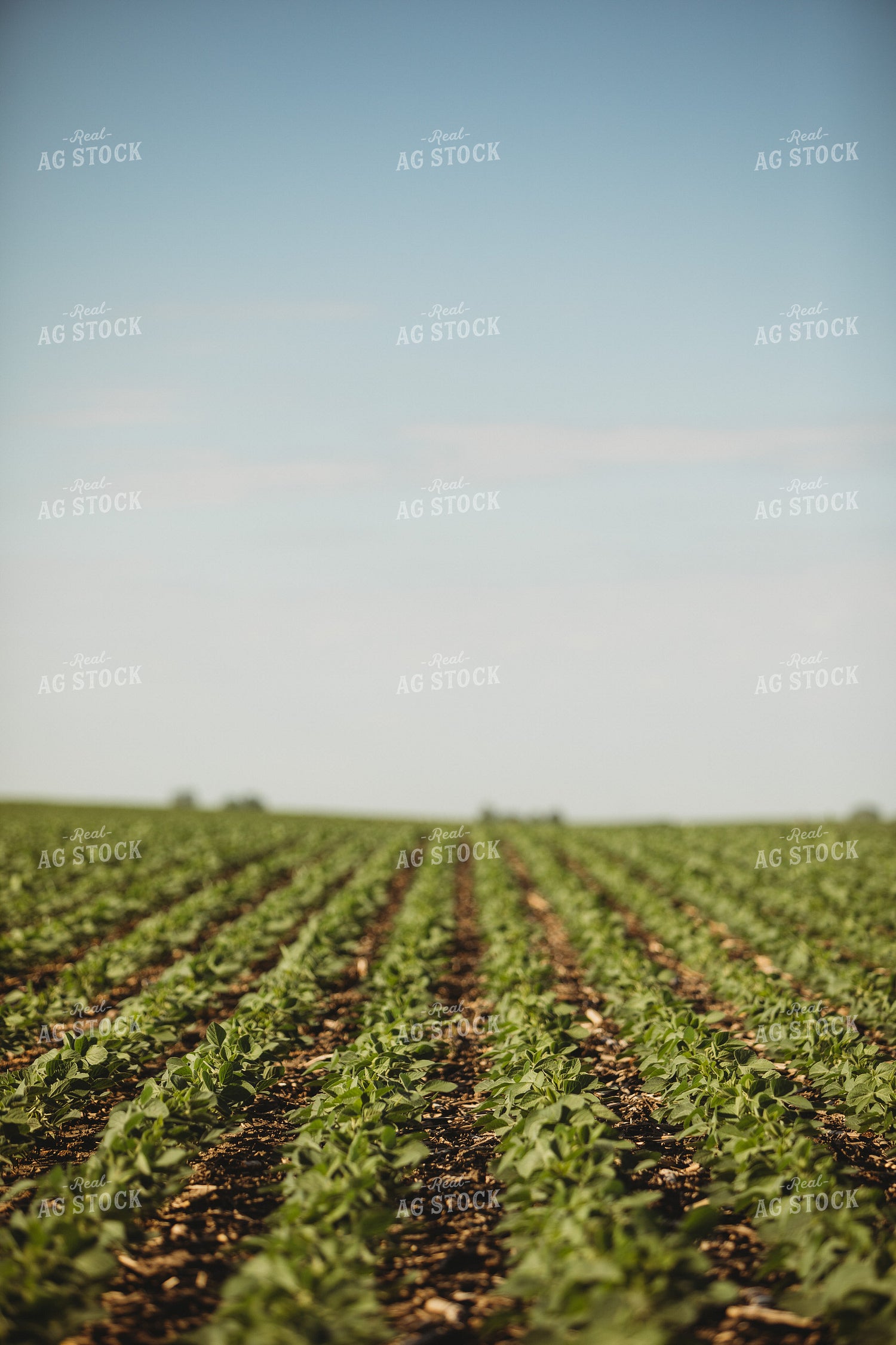 Rows of Green Soybeans 4345