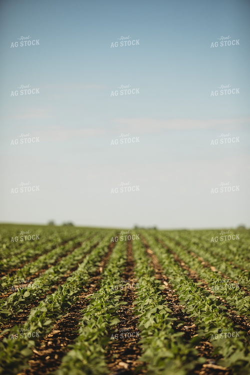 Rows of Green Soybeans 4345