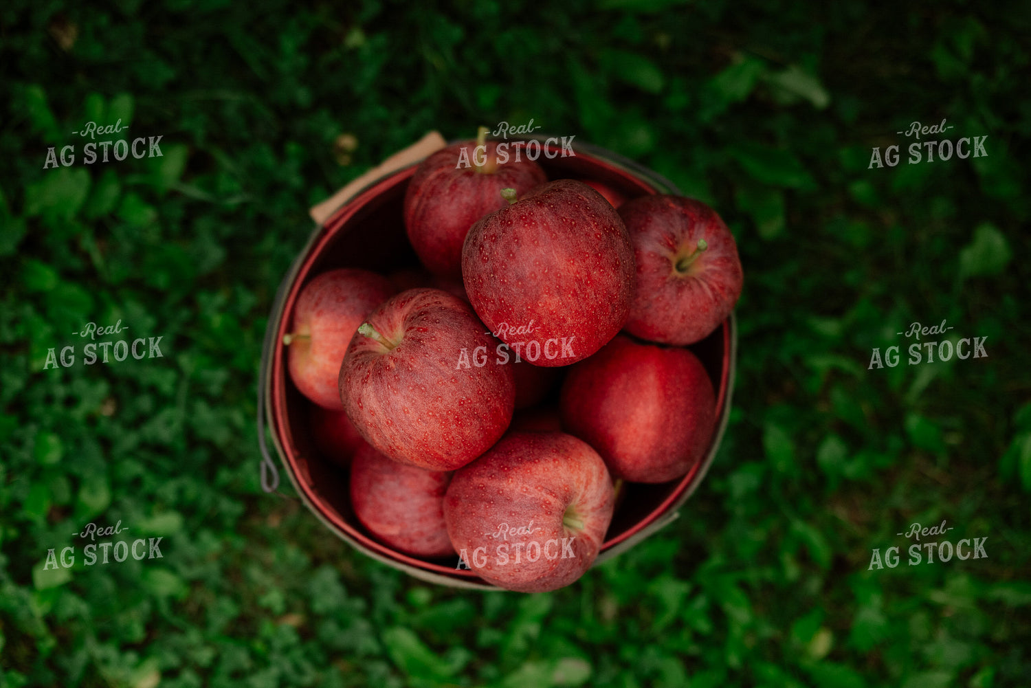 Apples in Basket 137110