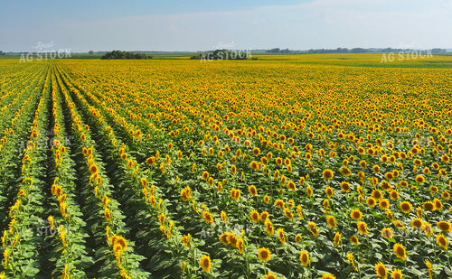Sunflower Field 141699