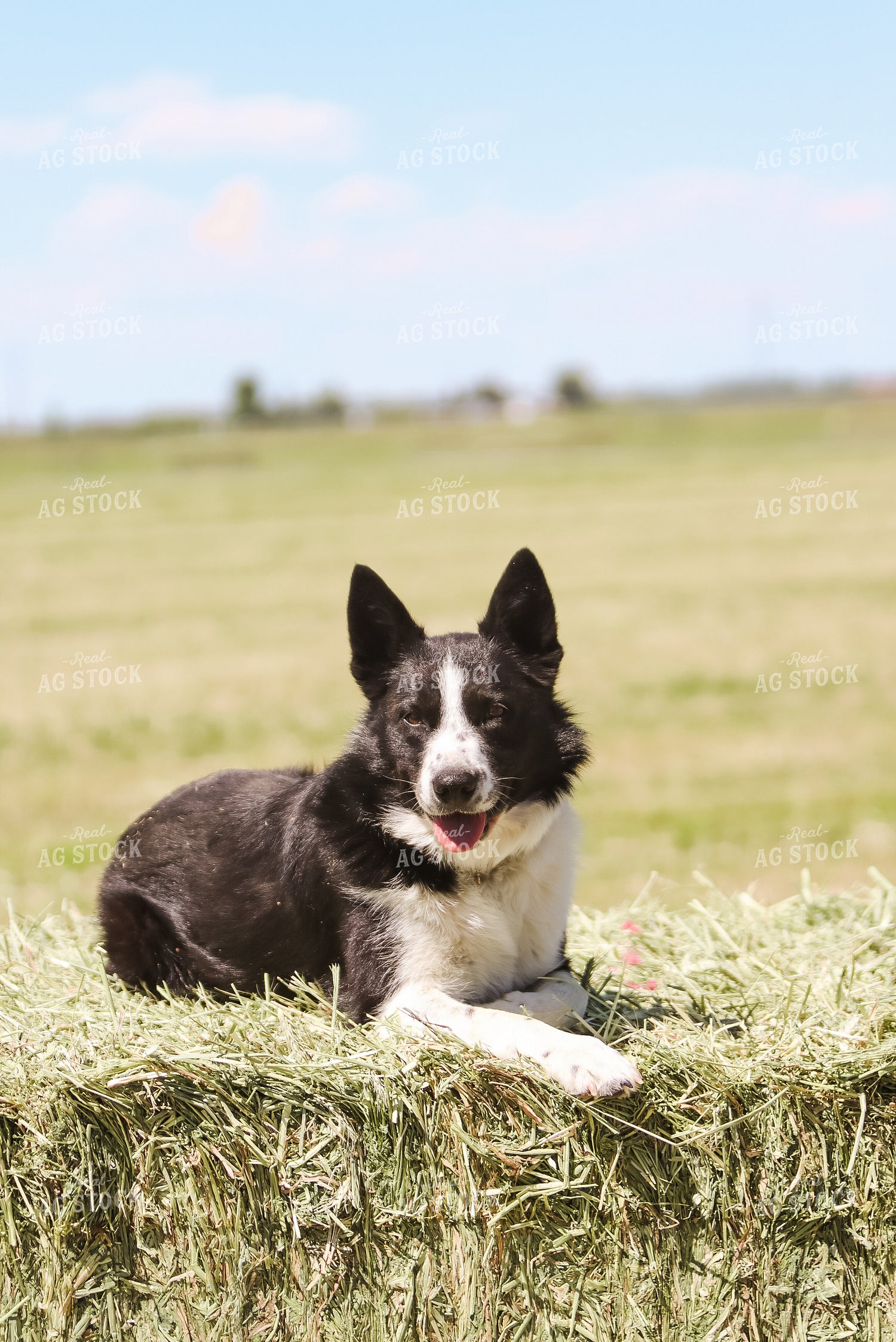 Dog in Hay Field 83039