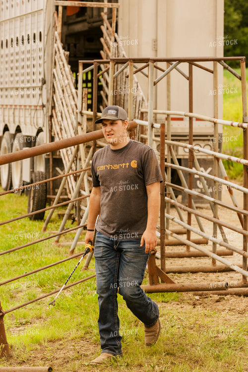 Rancher Loading Cattle 207022