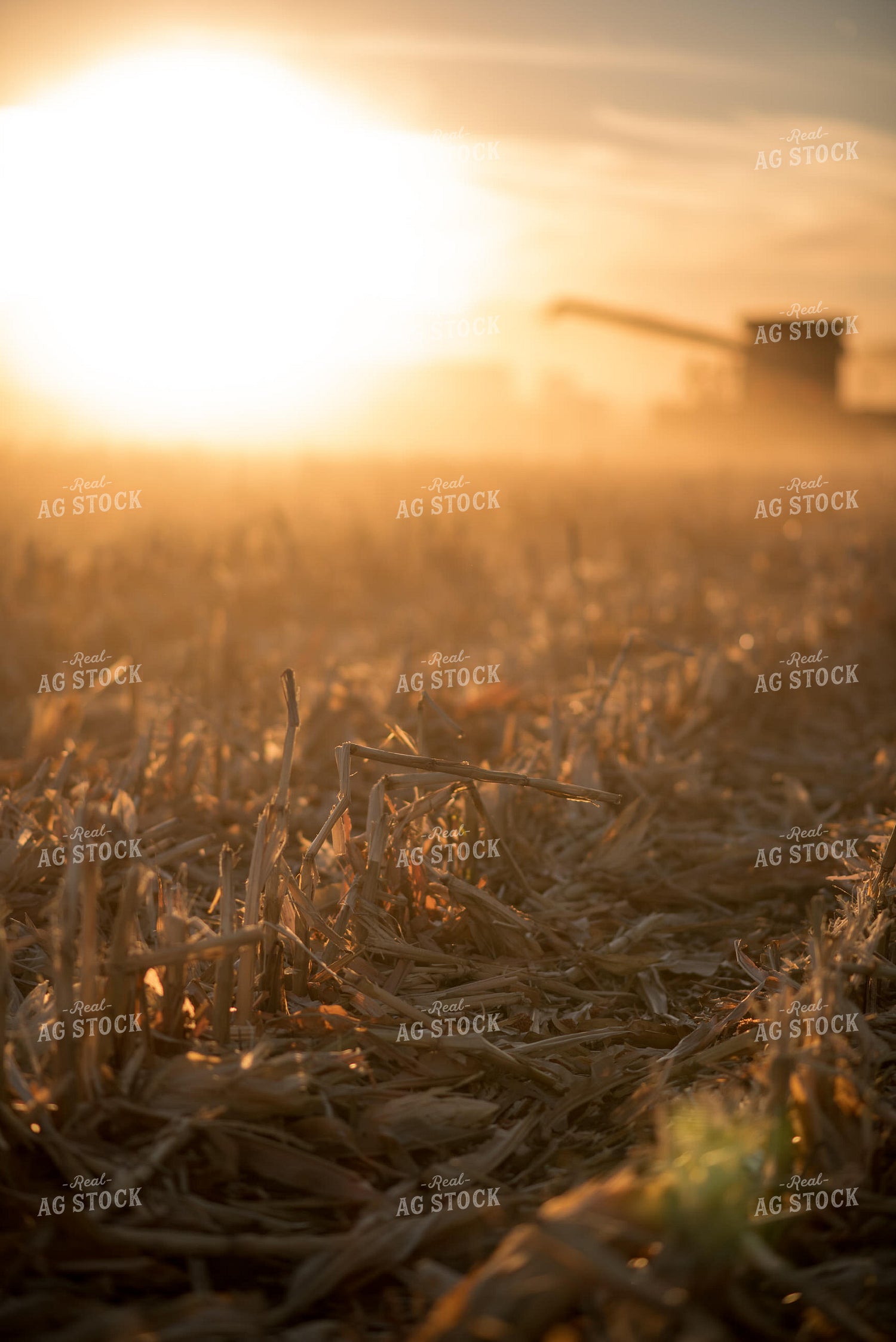 Corn Harvest 76726