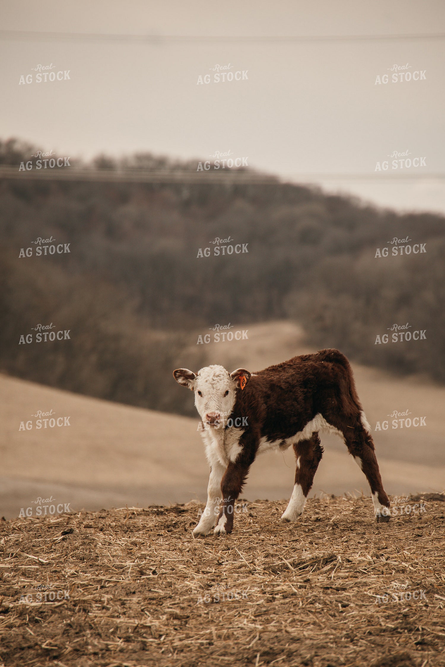 Calf 194052