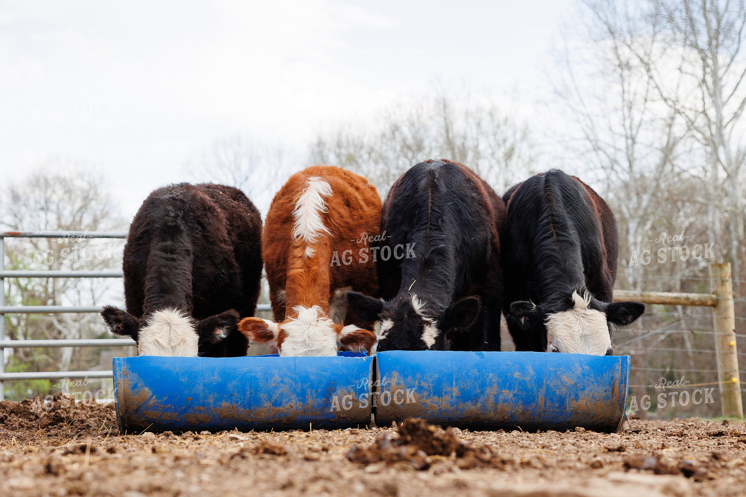 Cattle Eating Feed 295113