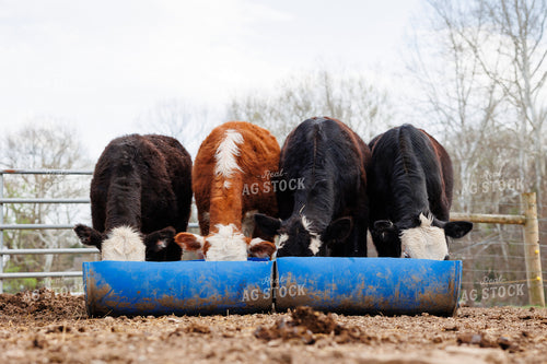 Cattle Eating Feed 295113
