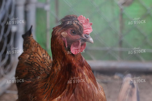 Chicken in Cage 102020