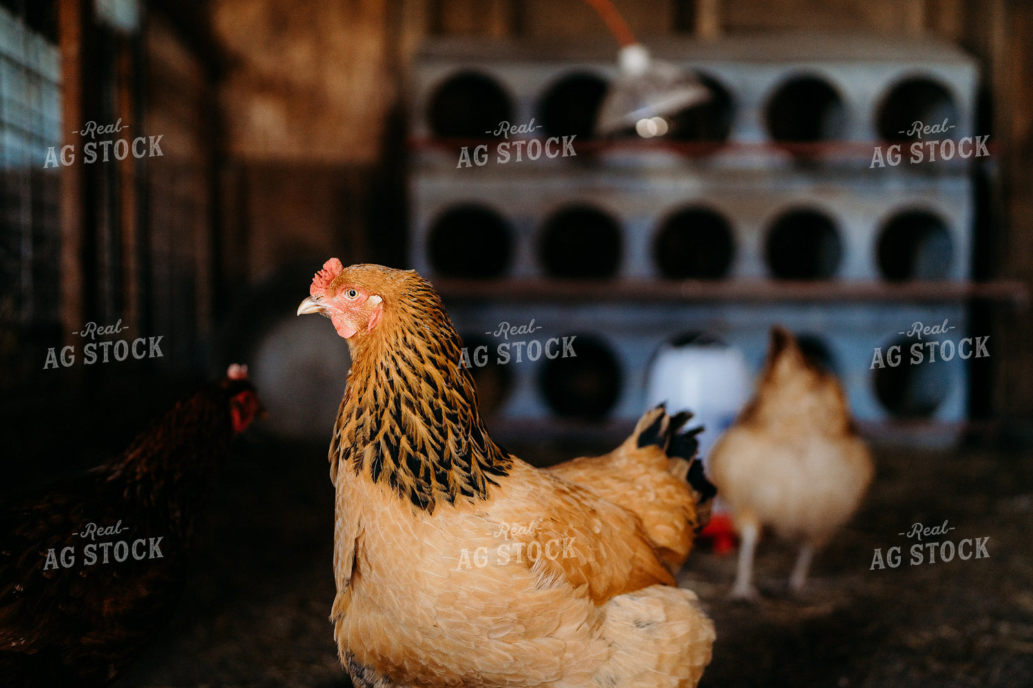 Chicken 196279