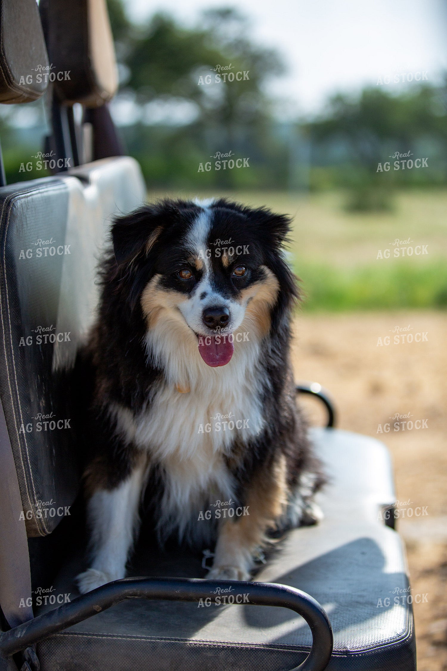 Ranch Dog 134041