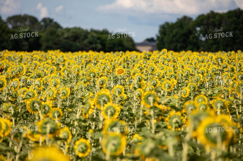 Sunflower Field 79105
