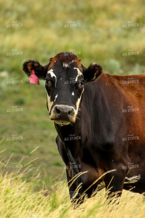 Cattle 155048