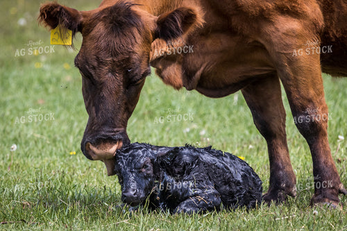 Mother Cow Licks Freshly Born Calf Clean in Pasture 138018