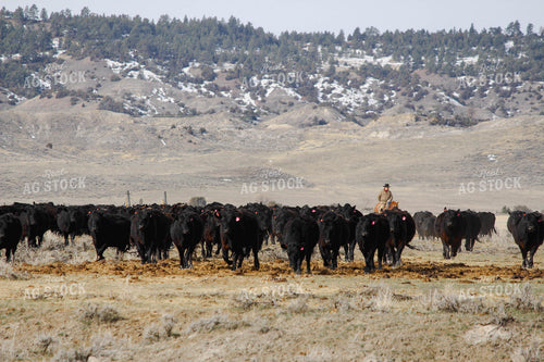 Cattle Gather 63088