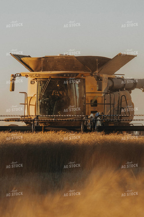 Canola Harvest 187412