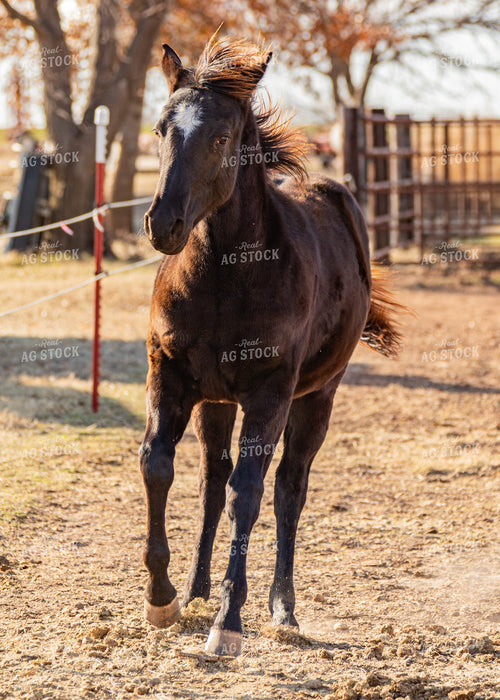 Horse 231048