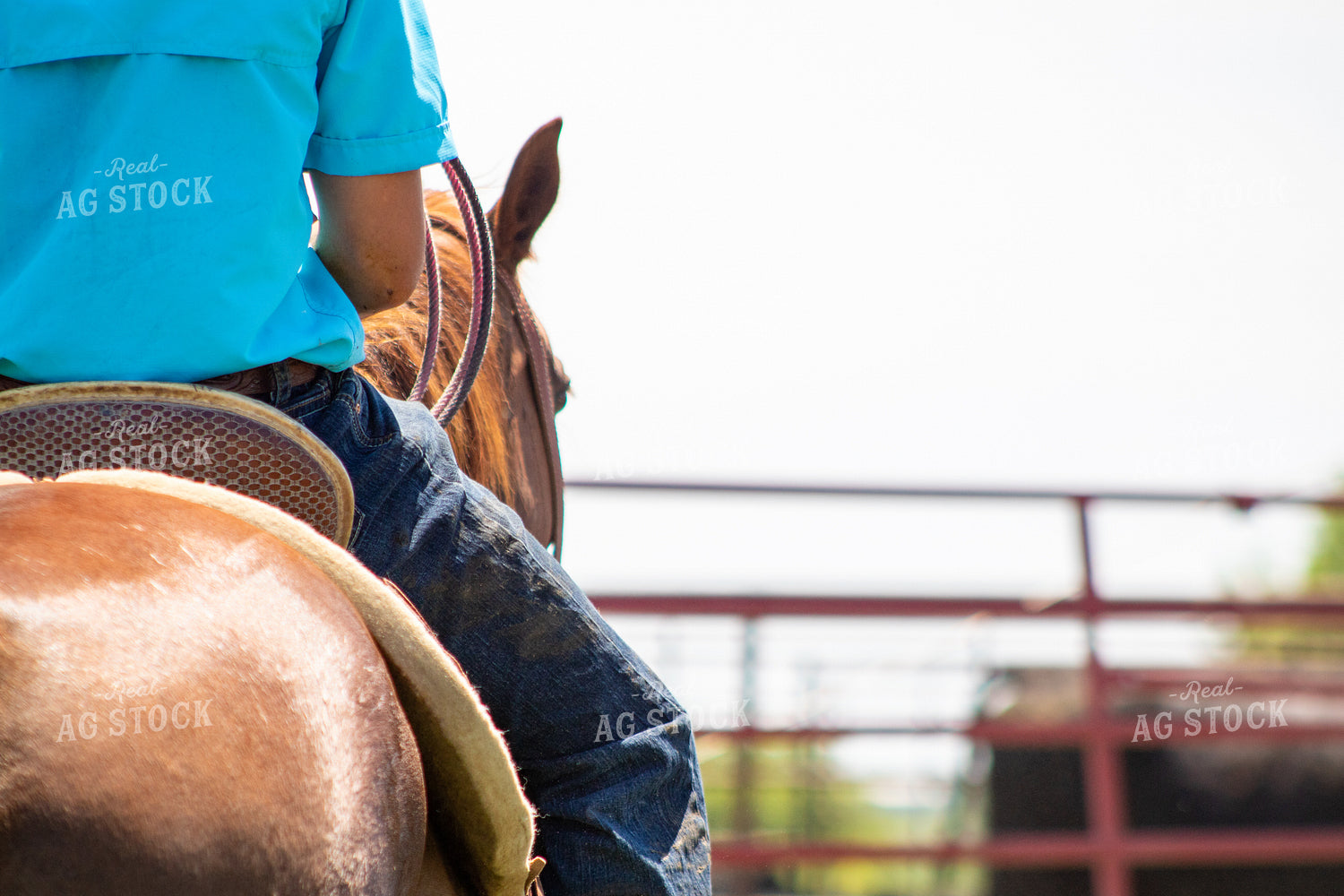 Sorting Cattle on Horseback 214300