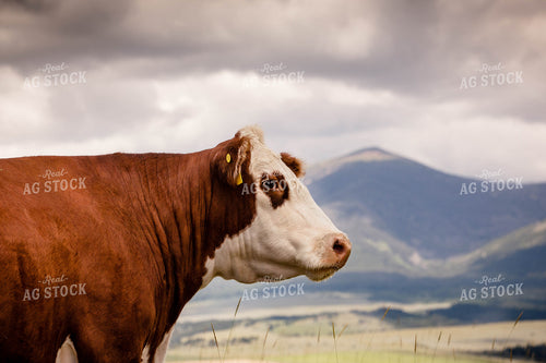 Hereford Cow 81070
