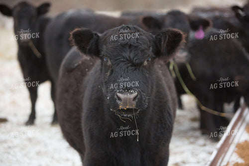 Cattle 1637